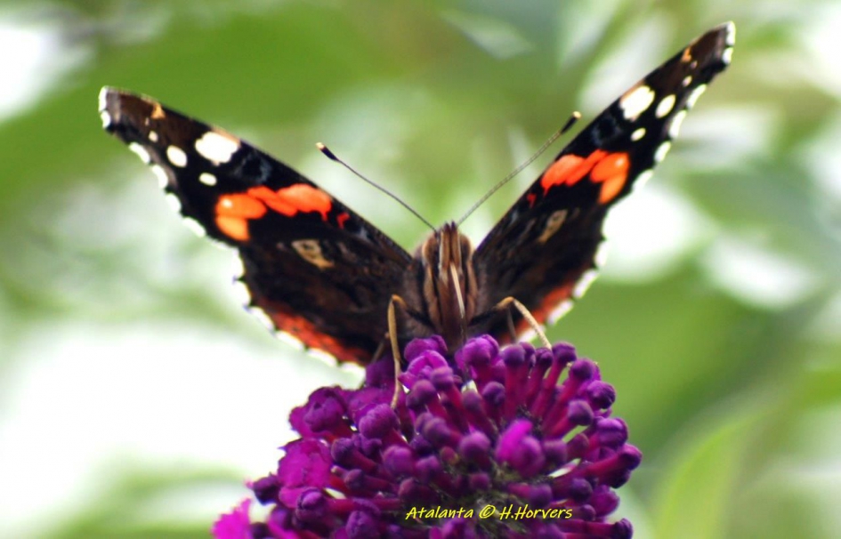 Atalanta - Geleedpotigen - Atalanta