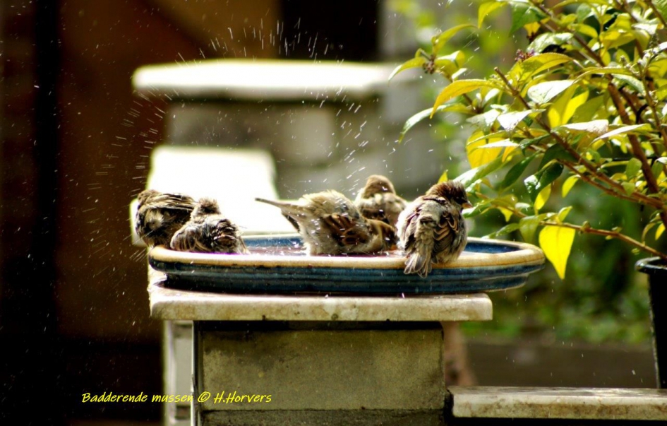badderende mussen - Vogels - mussen