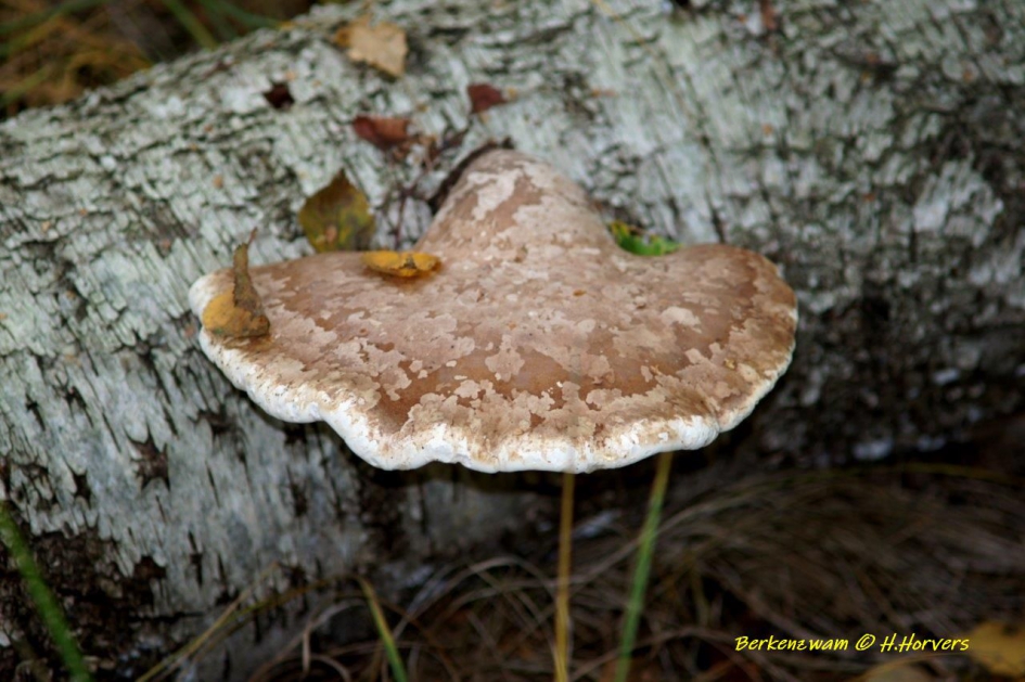 Berkenzwam - Planten - Berkenzwam