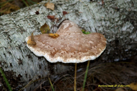 Berkenzwam