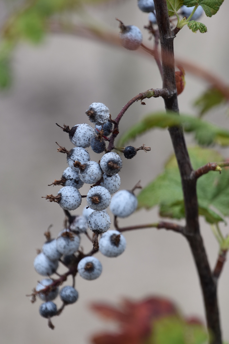 Besjes - Planten - 