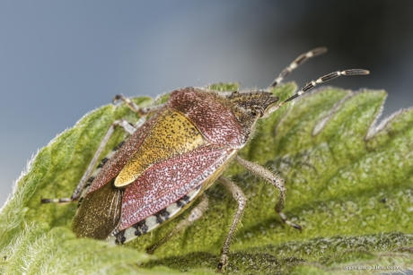 Bessenwants (Dolycoris baccarum)