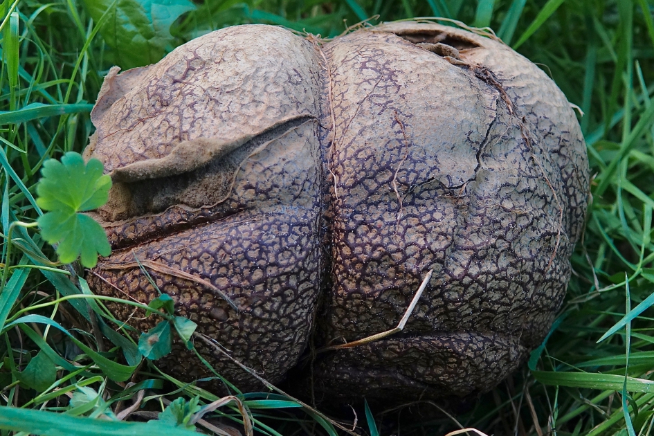 Best groot zo'n Ruitjesbovist - Schimmels - Ruitjesbovist