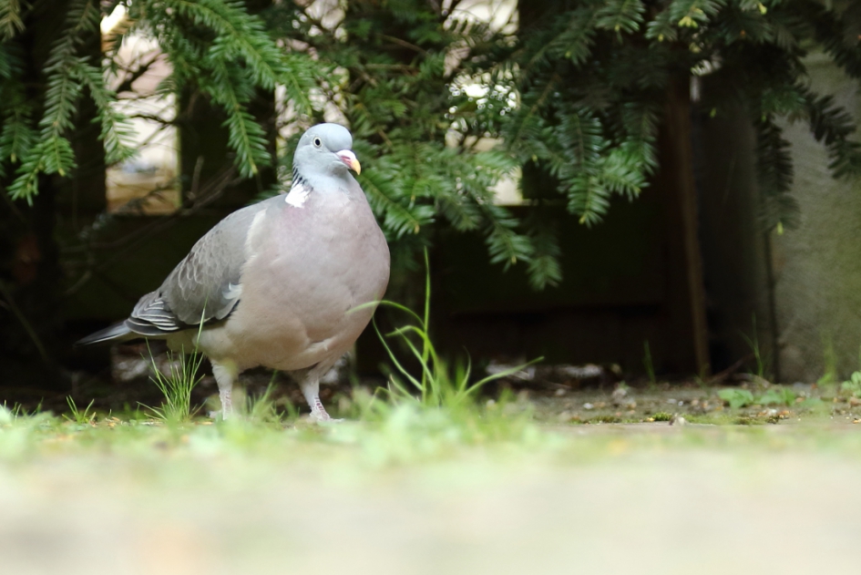 bezoek - Vogels - houtduif