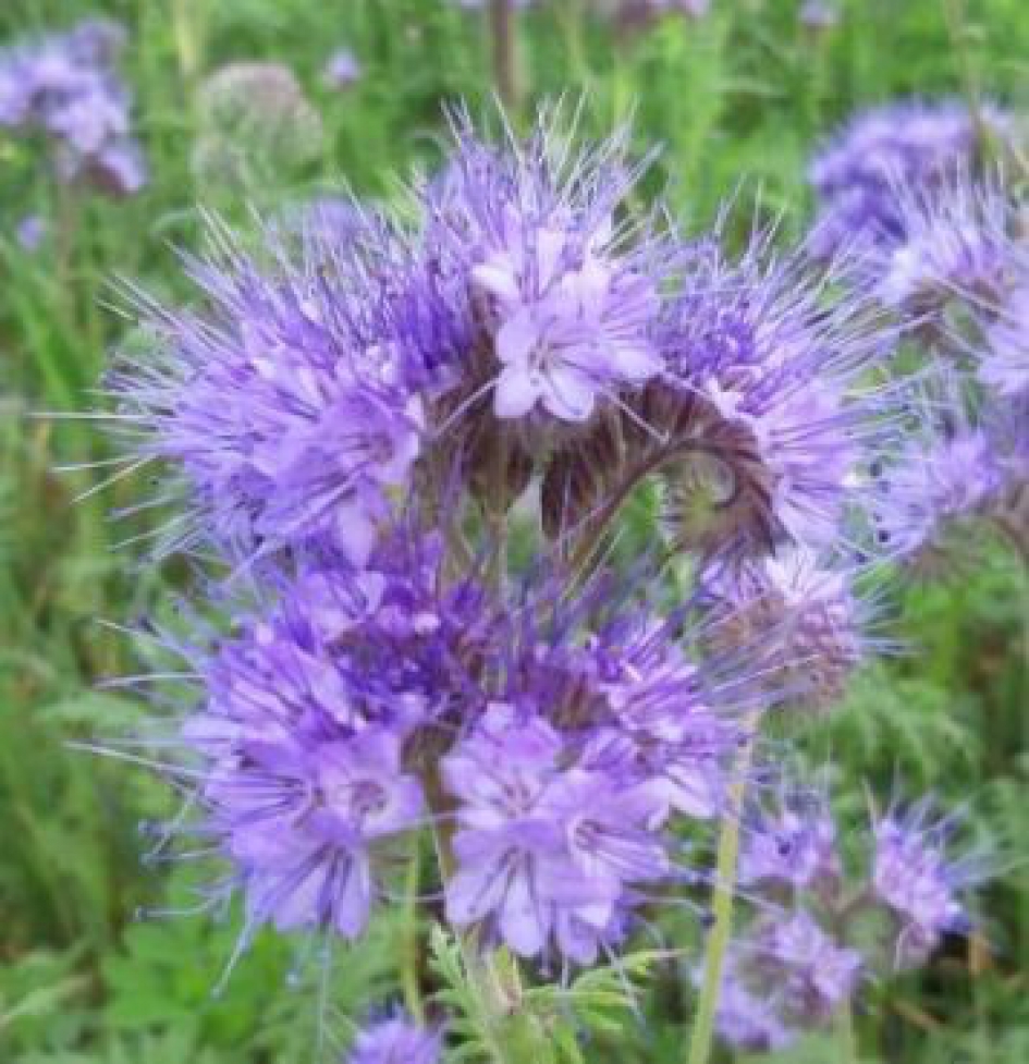 Bijenvoer - Planten - Bijenvoer, bijenbrood, bijenvriend