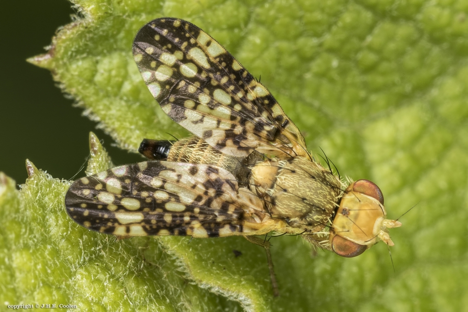 Bijvoetboorvlieg (Oxyna parietina) - Geleedpotigen - Bijvoetboorvlieg