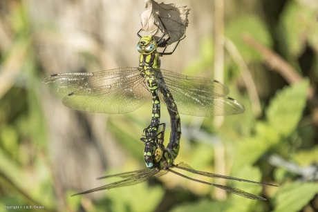 Blauwe glazenmaker(s)