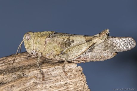 Blauwvleugelsprinkhaan (Oedipoda caerulescens)