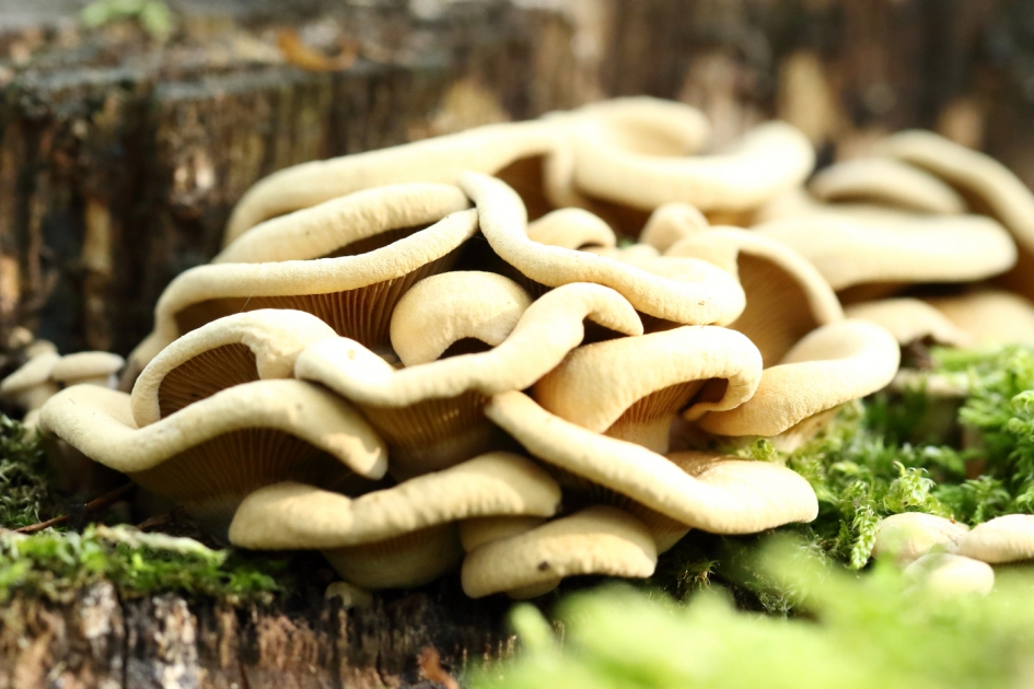 bleekgele bundelzwam - Schimmels - 