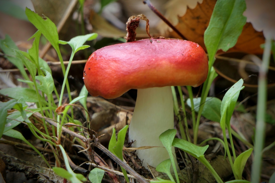 "Bloedmooi" - Schimmels - Russula