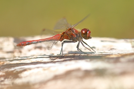 bloedrode heidelibel -m-