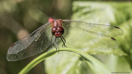 Bloedrode heidelibel (Sympetrum sanguineum)