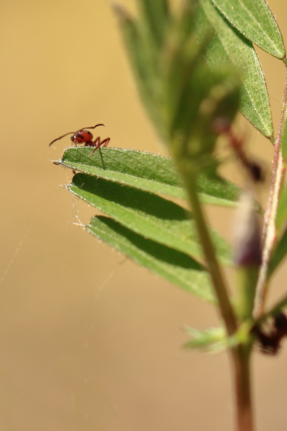 bloedrode roofmier - Geleedpotigen - bloedrode roofmier