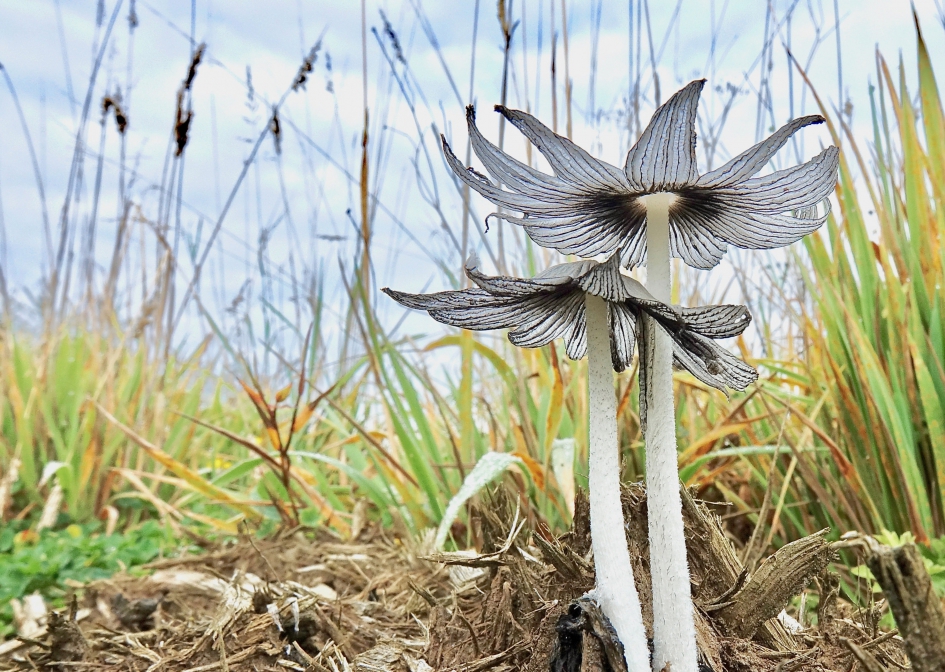 Bloemende Paddestoelen - Schimmels - Inktzwam