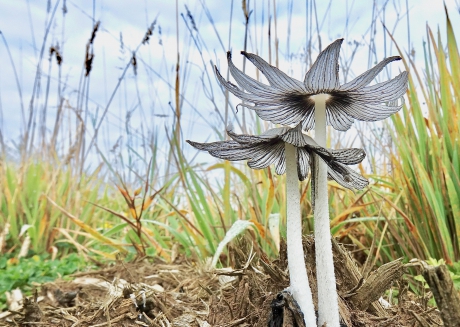 Bloemende Paddestoelen