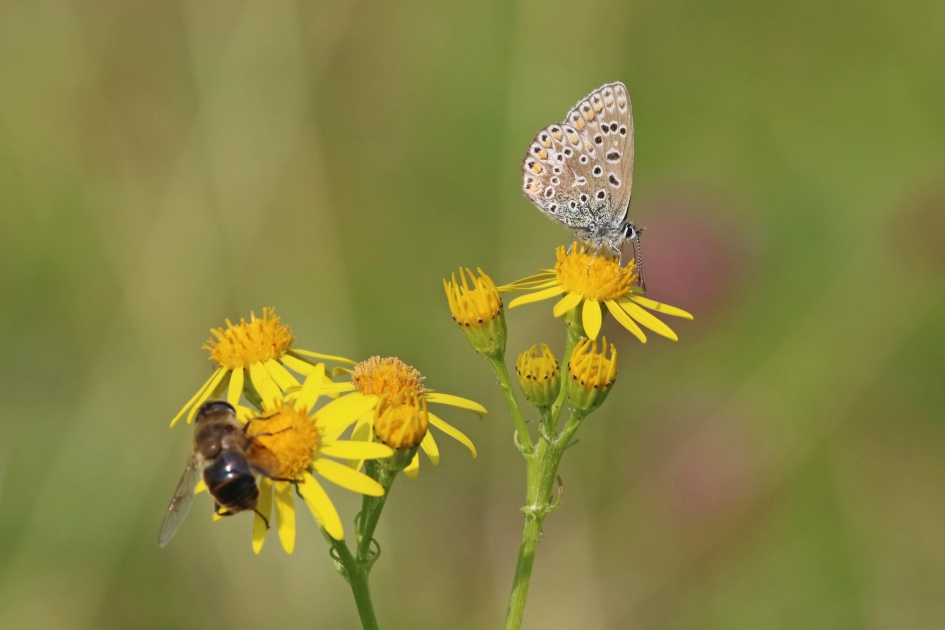 Bloemetje, bijtje , vlinder.. - Geleedpotigen - 
