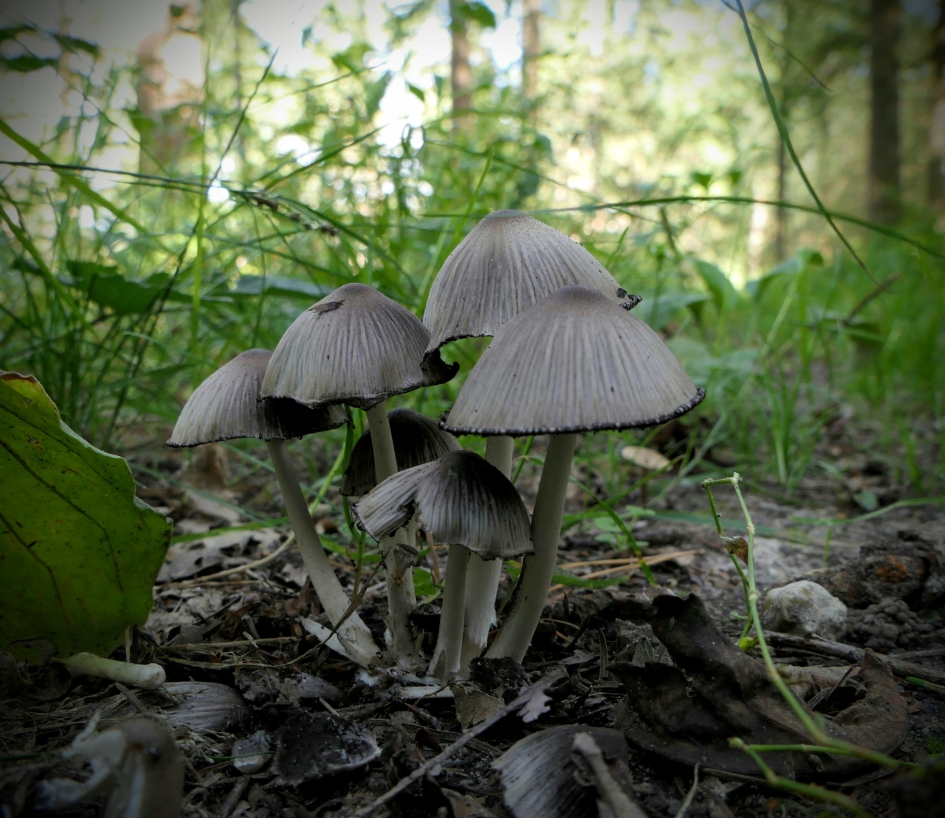 Boeketje inktzwammen - Schimmels - Inktzwammen