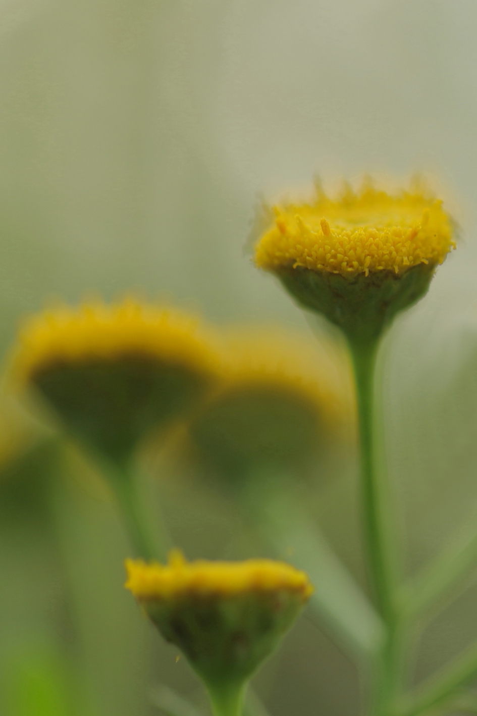 boerenwormkruid - Planten - boerenwormkruid