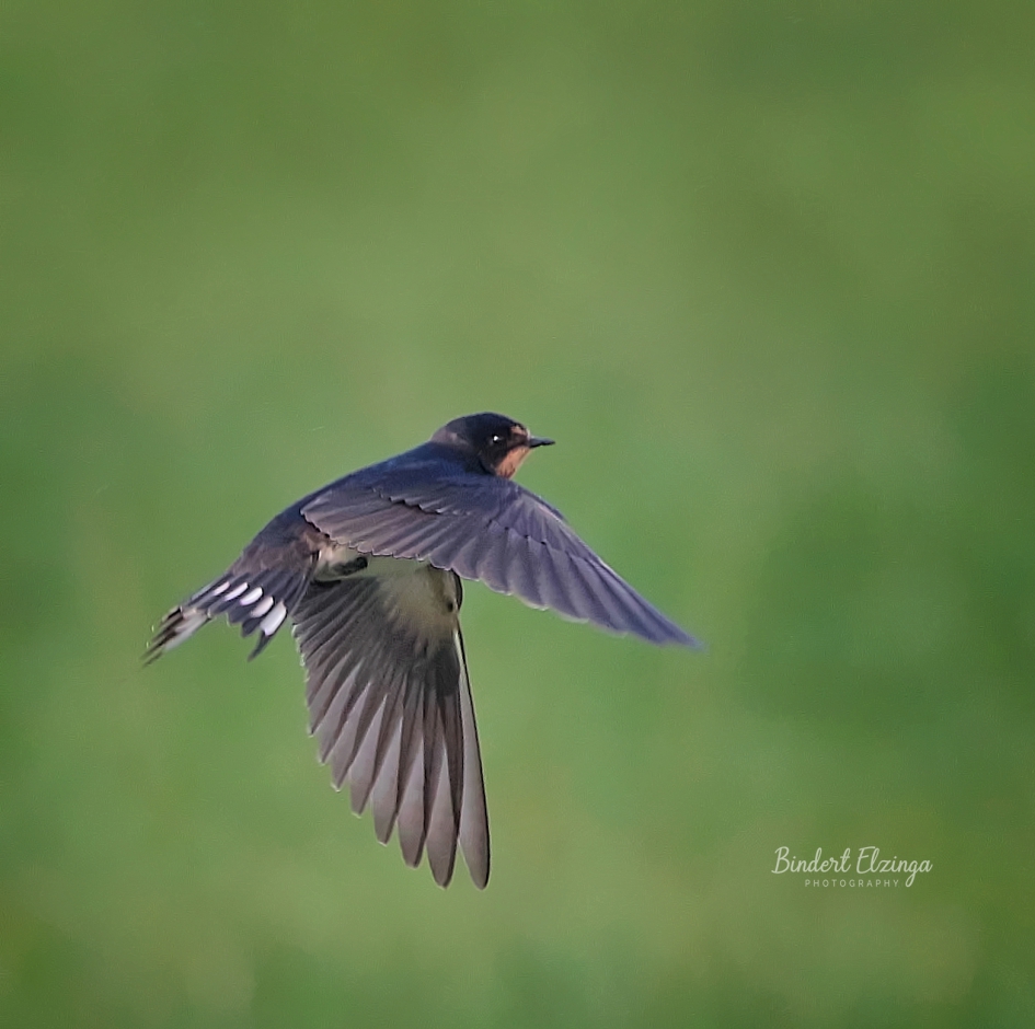Boerenzwaluw klaar voor de grote trek - Vogels - Boerenzwaluw