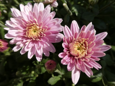 Bolchrysant