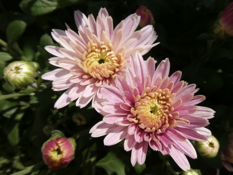 Bolchrysant