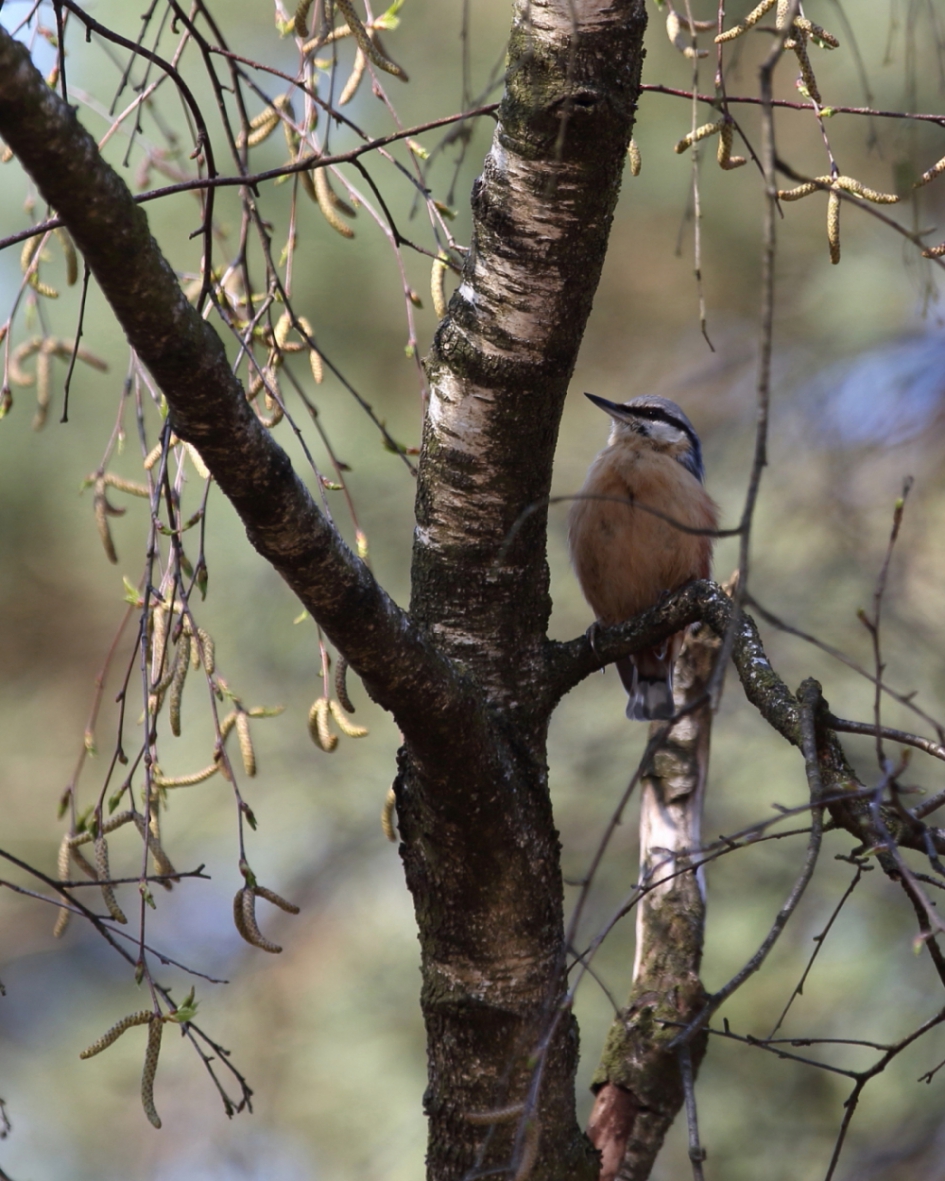 boomklever - Vogels - boomklever