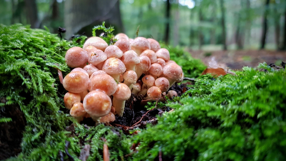 Bosboeket. - Schimmels - Zwavelkopje