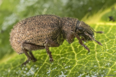 Bronzensnuitkever (Strophosoma melanogrammum)