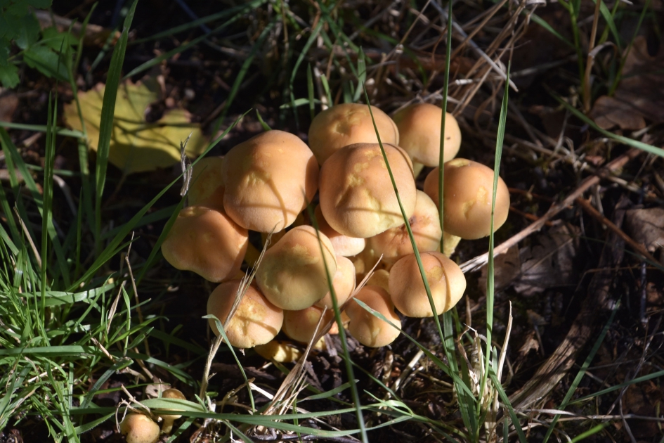 Bolletjes of soesjes - Schimmels - 