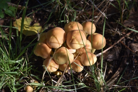Bolletjes of soesjes