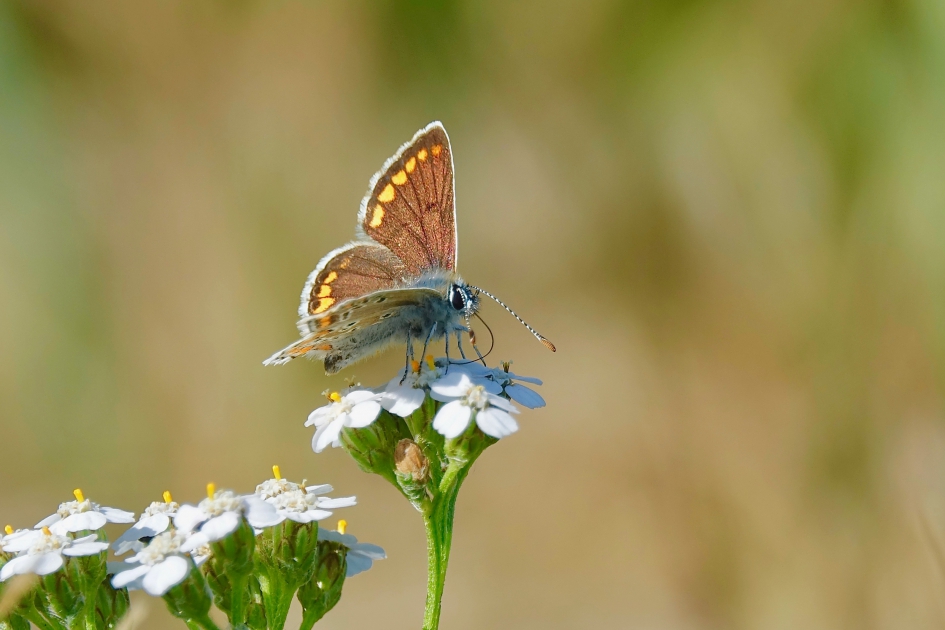 Bruin Blauwtje - Geleedpotigen - Bruin Blauwtje