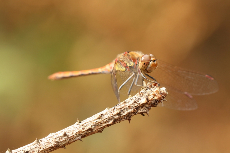 bruinrode heidelibel -m- - Geleedpotigen - bruinrode heidelibel