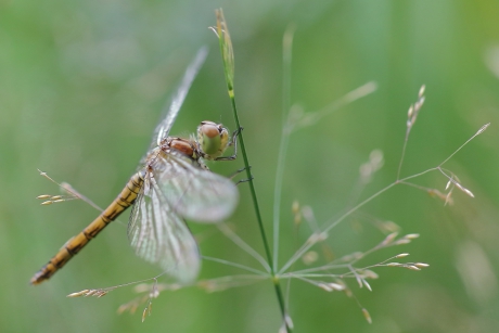 bruinrode heidelibel -v-