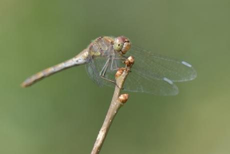 bruinrode heidelibel -v-