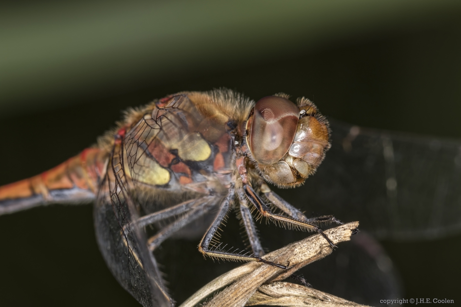 Bruinrode heidelibel (Sympetrum striolatum) - Geleedpotigen - Bruinrode heidelibel