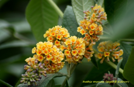 Buddleja weyeriana sungold