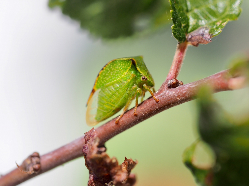 Buffelcicade - Geleedpotigen - Buffel- of bizoncicade