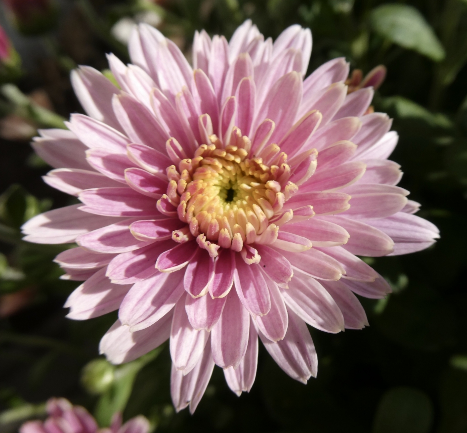 Chrysant - Planten - 