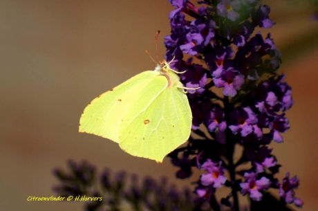 Citroenvlinder