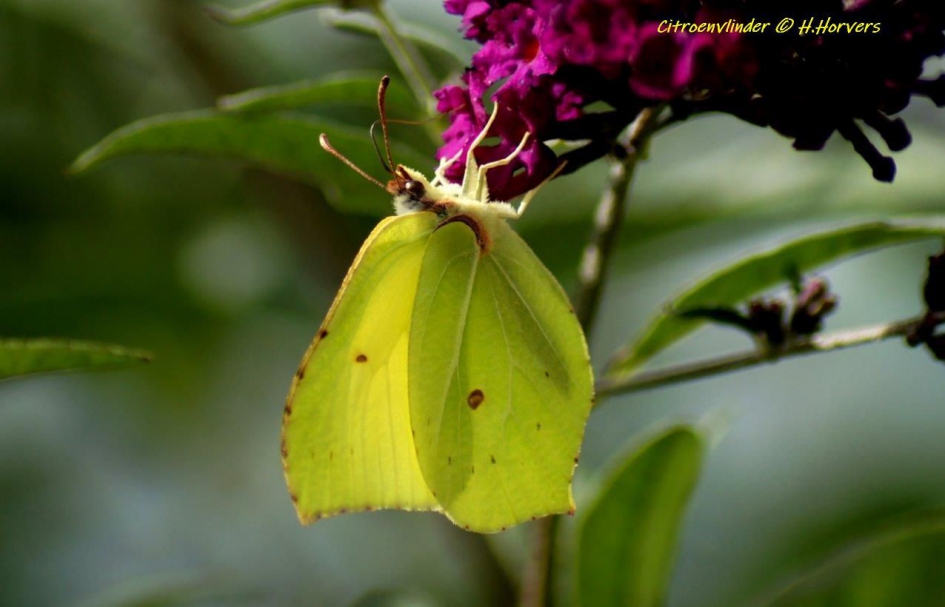 Citroenvlinder - Geleedpotigen - Citroenvlinder