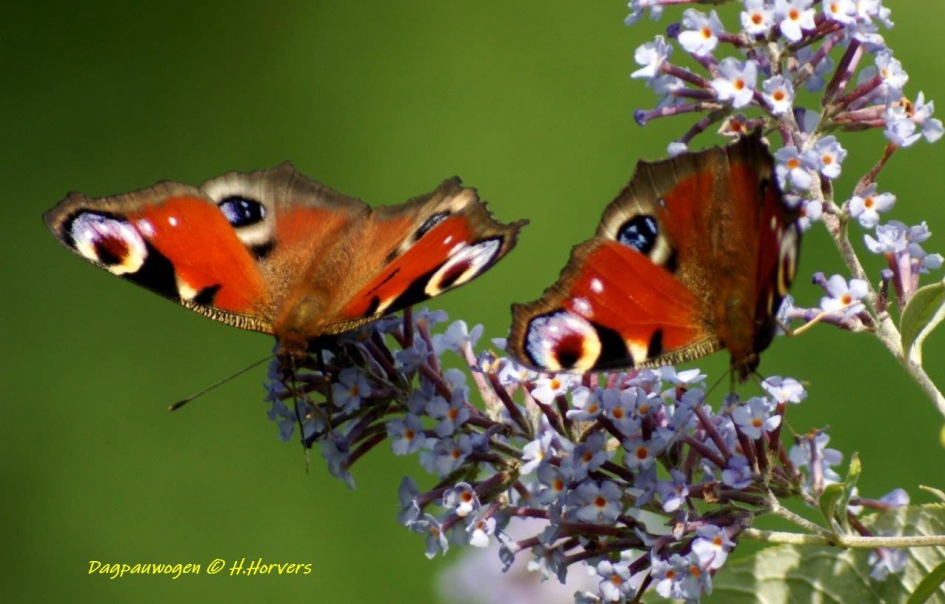 Dagpauwogen - Geleedpotigen - Dagpauwogen