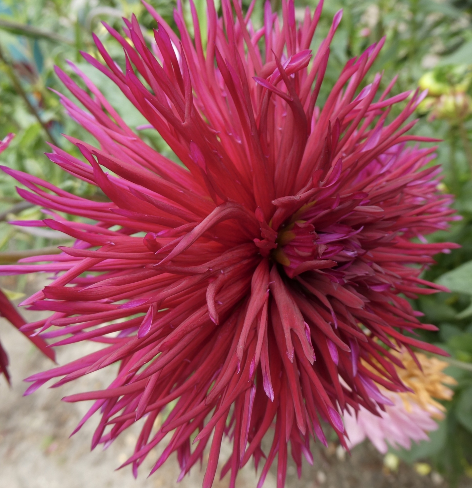 Dahlia - Planten - 