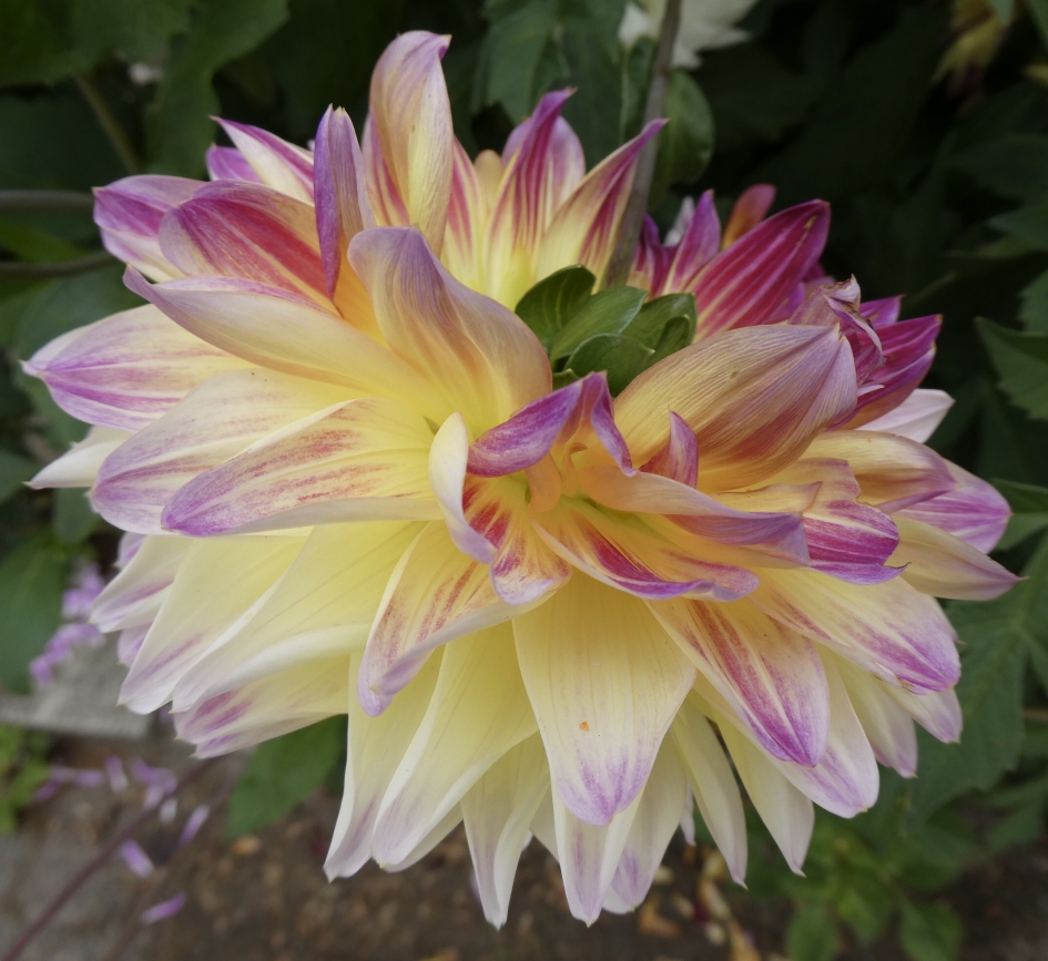Dahlia - Planten - 