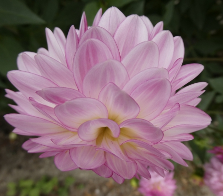 Dahlia