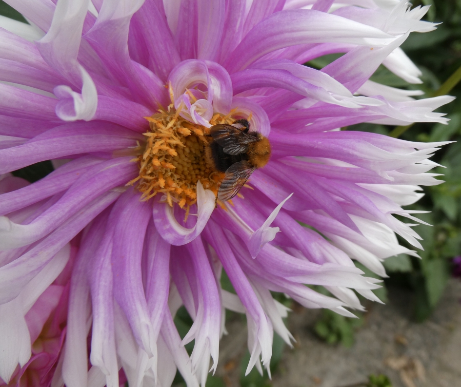 Dahlia met hommel - Geleedpotigen - 
