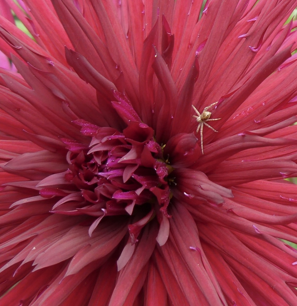 Dahlia met spinnetje - Planten - 