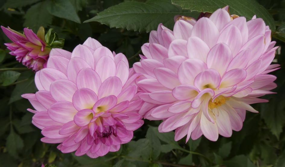 Dahlias - Planten - 