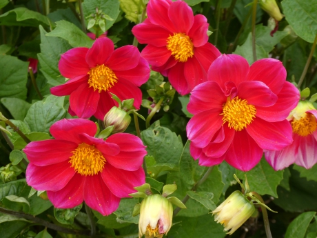 Dahlia’s