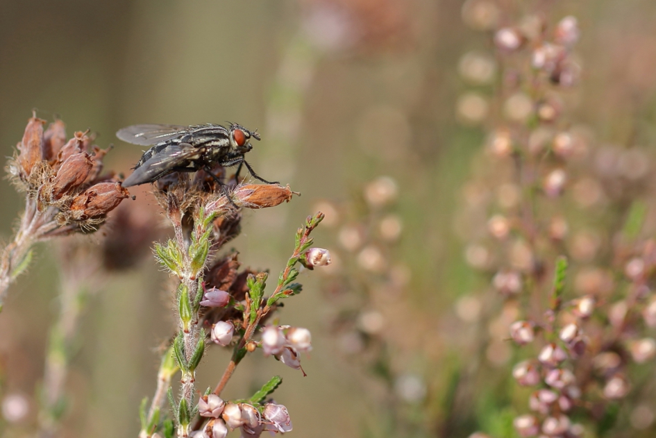 dambordvlieg - Geleedpotigen - dambordvlieg