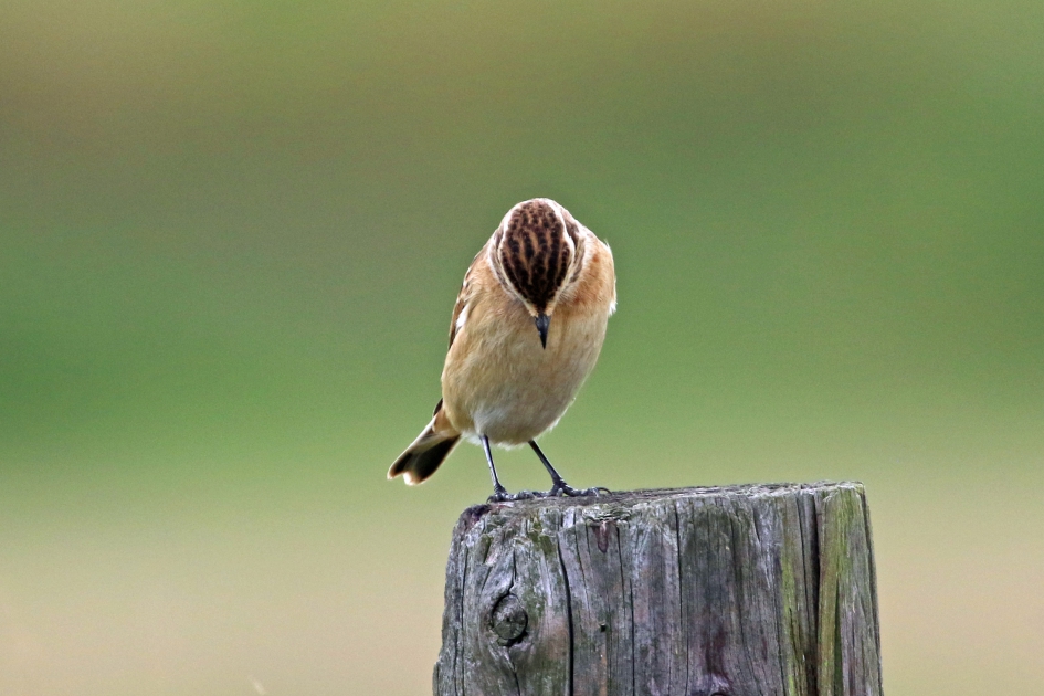 Dank U...... - Vogels - Paapje